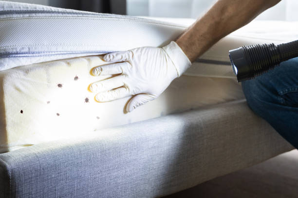Best Flea Control Services  in Roseland, FL